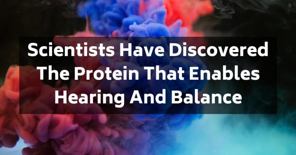 Scientists Have Discovered the Protein That Enables Hearing and Balance