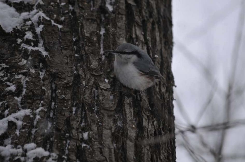 Celebrate International Dawn Chorus Day